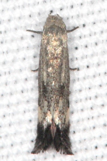 1132.1 Elachista saccharella-BG-Bear-Island-Big-Cypress Preserve Fl 3-3-22