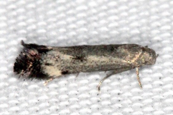 1132.1-Elachista-saccharella-BG-Bear-Island-Big-Cypress-Preserve-Fl-3-3-22-2