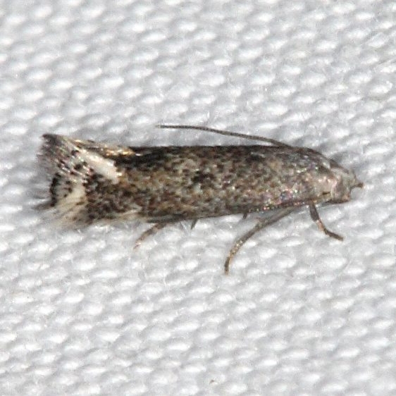 1132.96 Unidentified Elachista Moth maybe 1107 yard 10-20-15