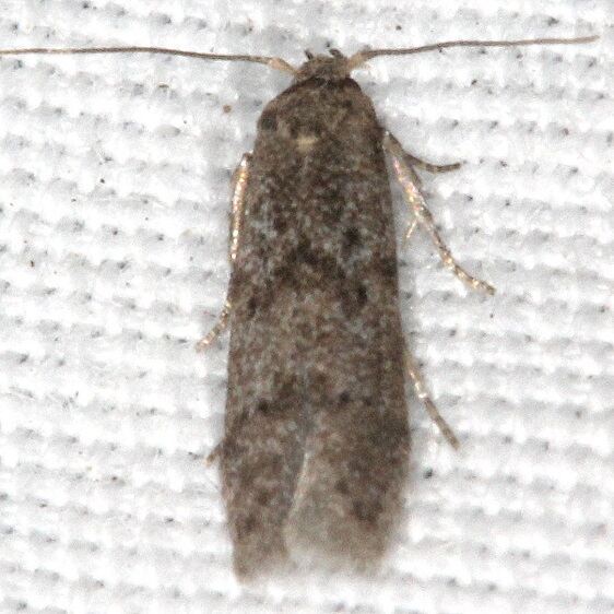 1132.97 Unidentified Elachista-BG-Bear-Island-Big-Cypress Preserve Fl 3-18-23