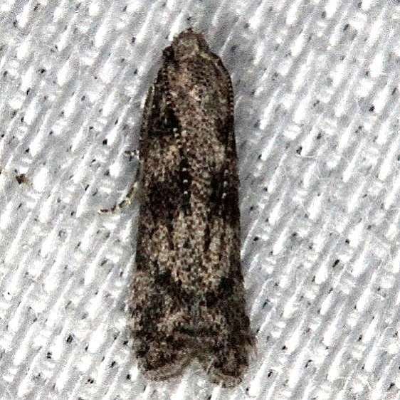 1132.97 Unidentified Elachista-BG-Collier Seminole St Pk 2-26-14