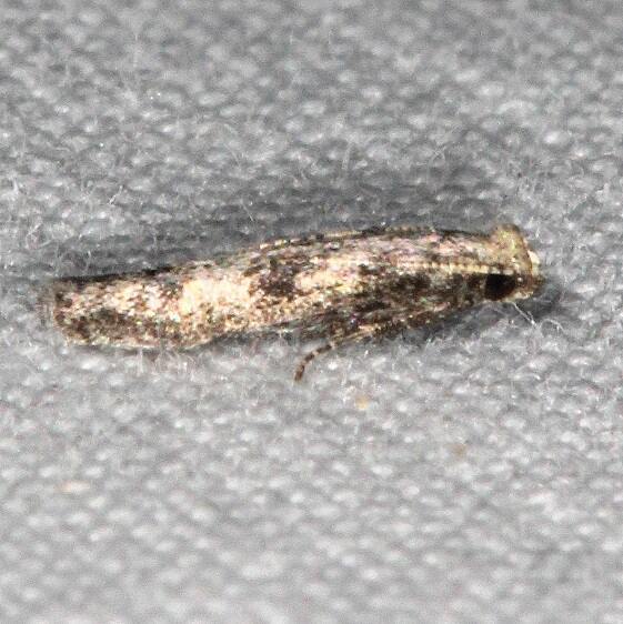 1132.97 Unidentified Elachista BG Collier Seminole St Pk Fl 3-7-22