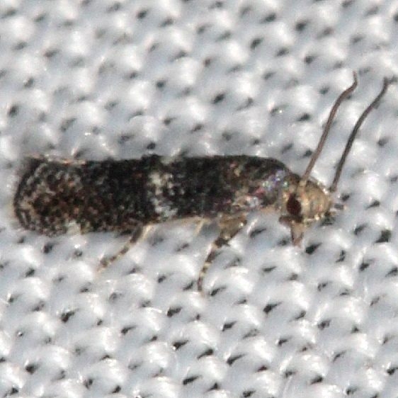 1132.97 Unidentified Elachista BG yard 8-26-16_opt