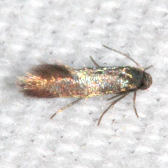 1132.97 Unidentified Elachista Moth BG Paynes Prairie St Pk Fl 3-16-21