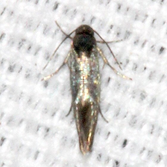 1132.97-Unidentified-Elachista-Moth-BG-Paynes-Prairie-St-Pk-Fl-3-16-21-2