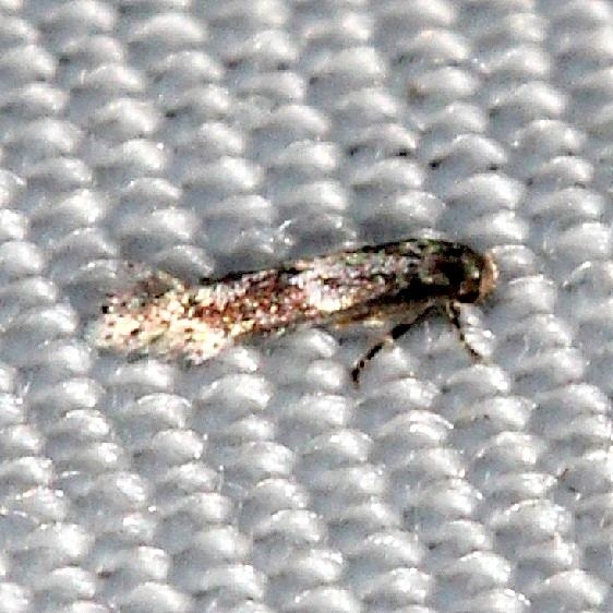 1132.97 Unidentified Elachista Moth BG yard 8-12-16 (23)_opt