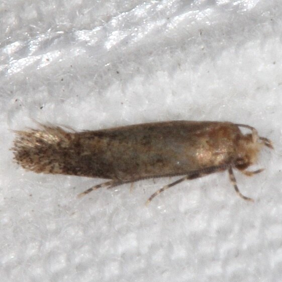 1132.97 Unidentified Elachista Moth Bear Island Big Cypress Preserve Fl 2-27-21