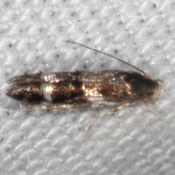 1132.97 Unidentified Elachista Moth Burr Oak Cove Wayne Natl Forest Oh 8-5-18 (57)_opt