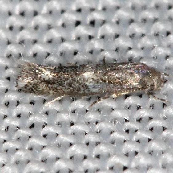 1132.97 Unidentified Elachista sp yard 5-2-13