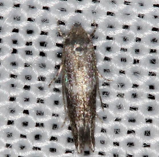 1132.97 Unidentified Elachista sp yard 5-2-13