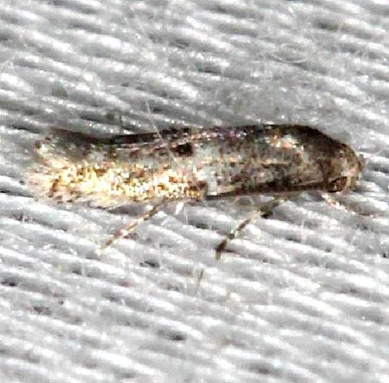 1132.97 Unidentified Elachista-yard-7-21-13-8