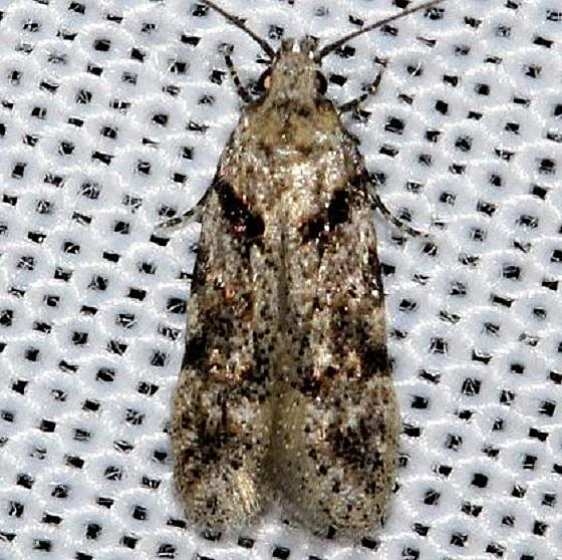 1133 Symmoca signatella tenative Ochlockonee River St Pk Fl 3-28-13