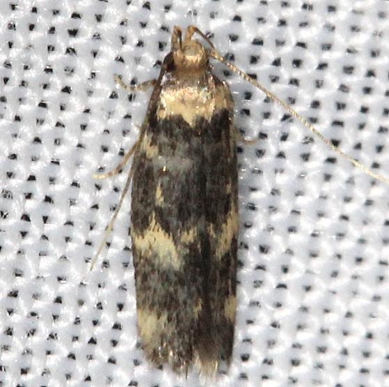 1134 Four-spotted Yellowneck Moth yard 7-23-13