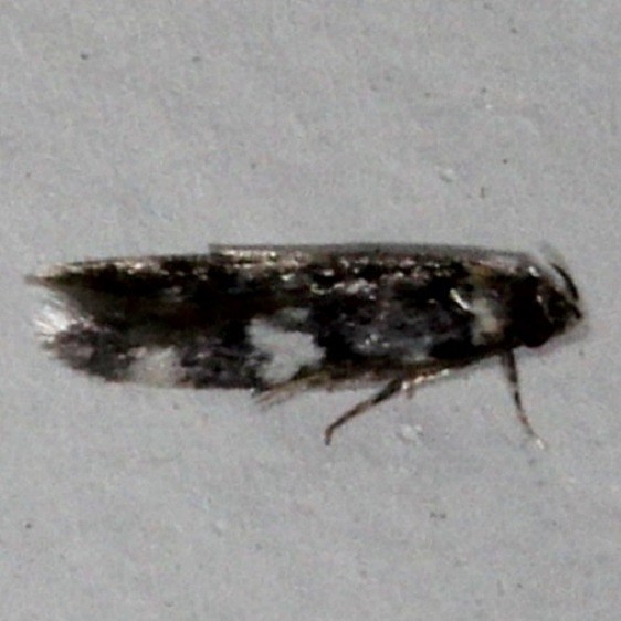 1134 Oegoconia quadripuncta Moth Cherry Tree Inn Victoria BC 8-15-14