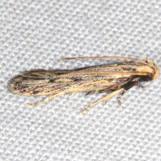 1134.1 Spinitibia hodgesi BG Hopkins Prairie Fl 3-12-21