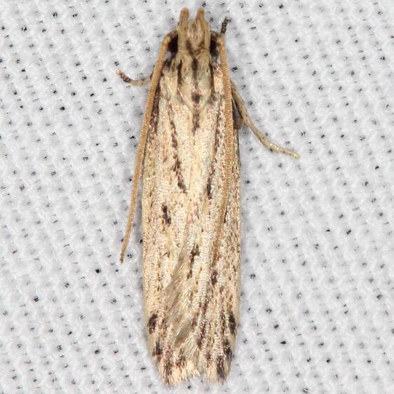 1134.1-Spinitibia-hodgesi-BG-Lake-Kissimmeee-St-Pk-Fl-2-27-22