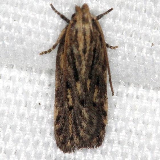 1134.1 Spinitibia hodgesi Big Lagoon St Pk Fl 9-12-18 (98)_opt