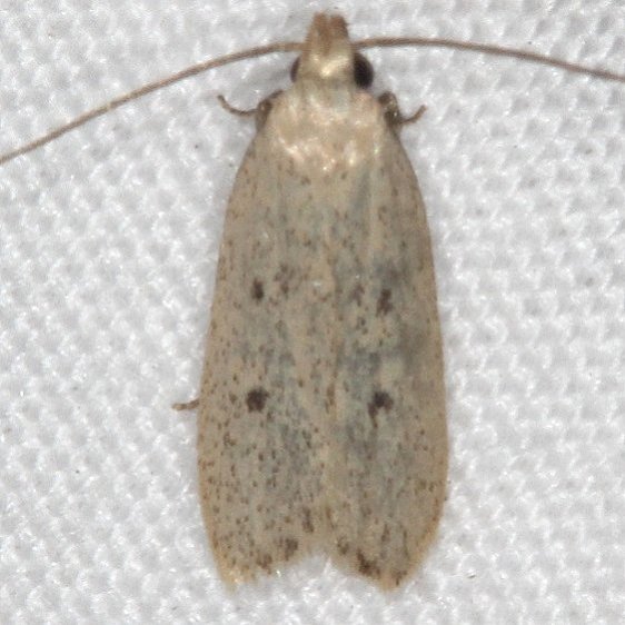 1136.1 Juniper Tip Moth Cabin 14 Shawnee St Pk 7-1-20