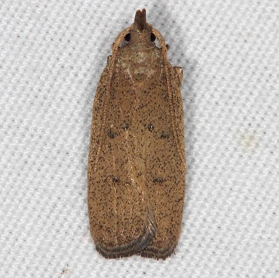 1136.1 Juniper Tip Moth Oscar Scherer St Pk 3-13-15