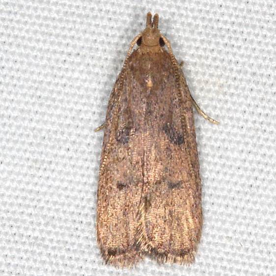 1137 Glyphidocera democratica BG Cabin 14 Shawnee St Pk 7-1-20