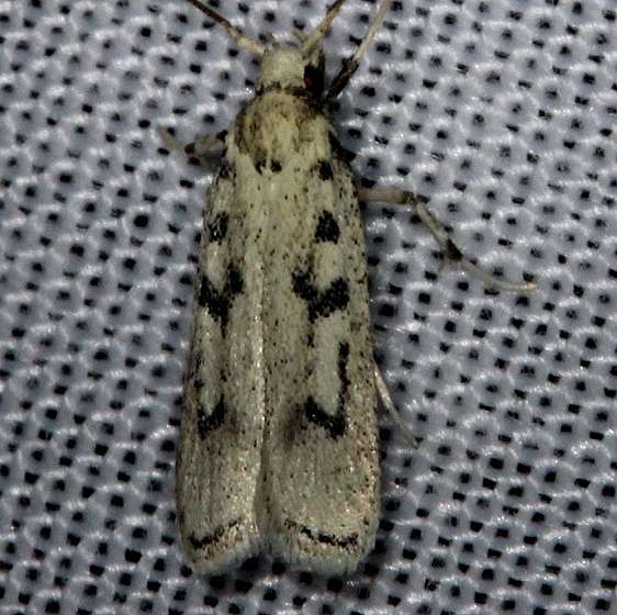 1139 Five-spotted Glyphidocera Moth Kissimmee Prairie St Pk 2-17-14