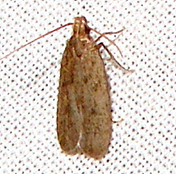 1142 Glyphidocera septentrionella Kissimmee Prairie St Pk 3-12-11