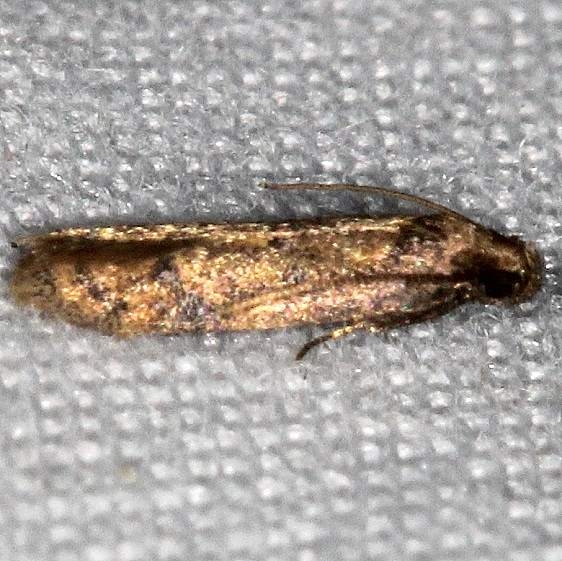 1144 Gerdana caritella Big Lagoon St Pk Fl 9-14-18 (11)_opt