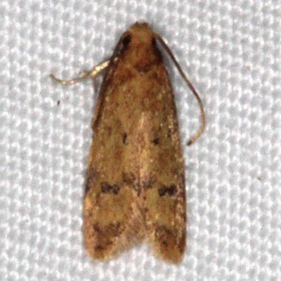 1144 Gerdana caritella Copperhead Firetower Shawnee St Forest Oh 6-13-15