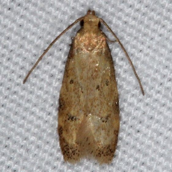 1144 Gerdana caritella yarda 8-23-14 (22)_opt