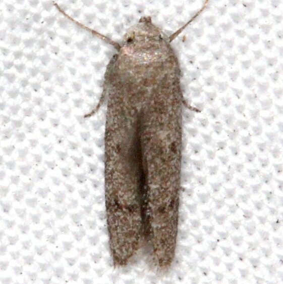 1148-Holcocera-guilandinae-BG-Jonathan-Dickinson-St-Pk-Fl-3-6-17