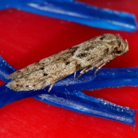 1154 Blastobasis yuccaecolella tentative Oscar Scherer St Pk Fl 2-25-17_opt