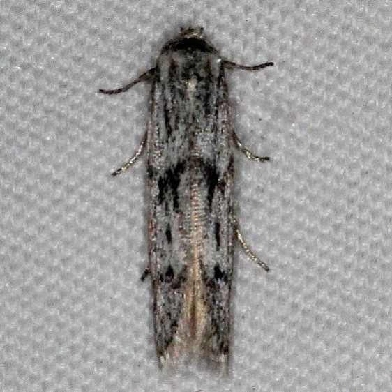 1156.97 Unidentified Hypatopa Moth Devil's Canyon Campground National Forest Utah 6-7-17 (13)_opt