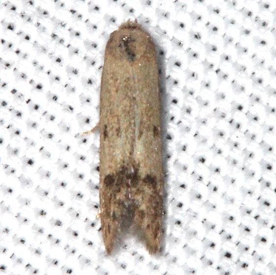 1160 Blastobasis-floridella-BG-Collier-Seminole-St-Pk-Fl-3-19-25-17