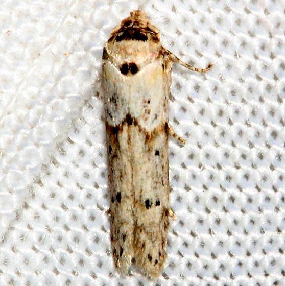 1162 Acorn Moth Mahogany Hammock Everglades Natl Pk 3-10-13