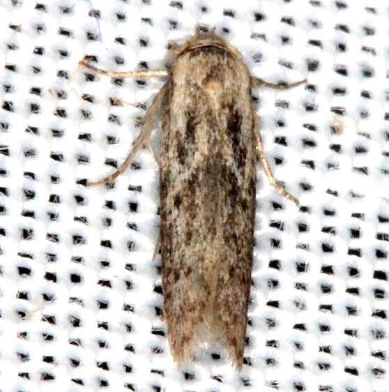 1162.3-Blastobasis-taurusella-BG-Lucky-Hammock-Everglades-Fl-2-22-14