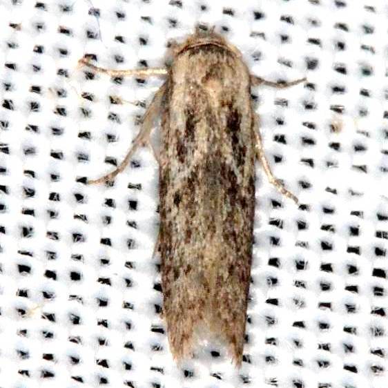 1162.3-Blastobasis-taurusella-Lake-Kissimmee-St-Pka-3-10-14-23_opt