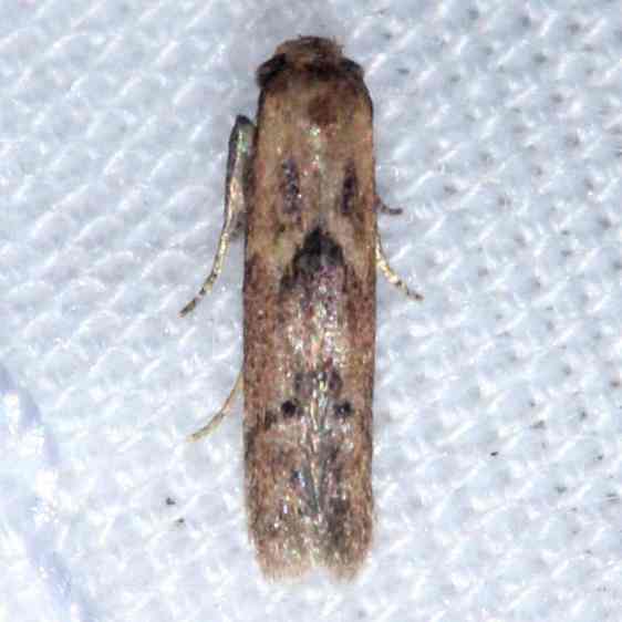 1162.3 Blastobasis taurusella female BG Koreshan St Pk Fl 1-19-24