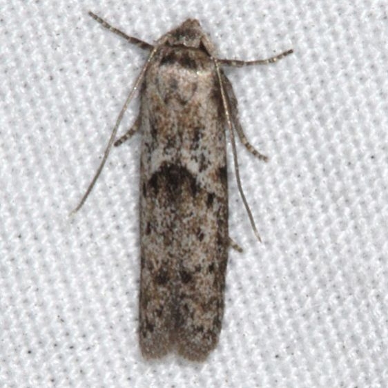 1162.3 Blastobasis taurusella tentative Bader's house palm Coast Fl 3-11-17_opt