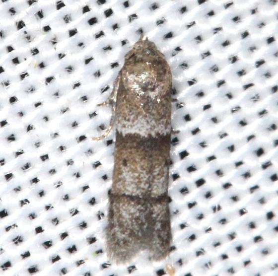 1167 Blastobasis pulchella yard 7-23-13