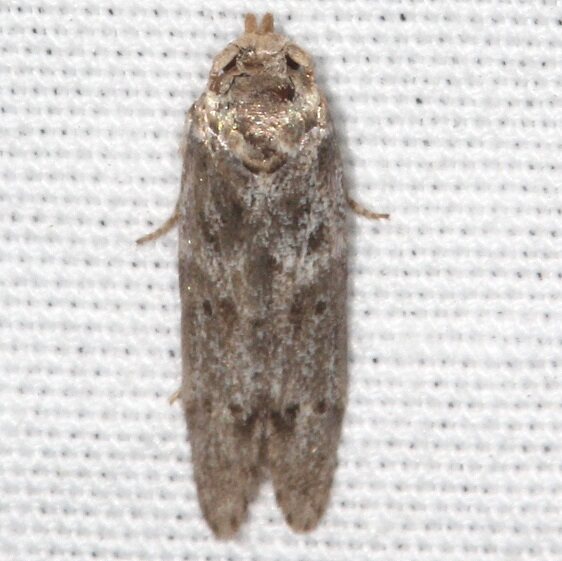 1167.97-Unidentified-Blastobasis-Paynes-Prairie-St-Pk-Fl-3-9-23