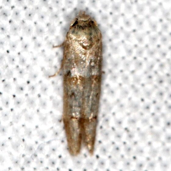 1167.97 near Blastobasis pulchella-Lake Kissimmee St PK Fl 2-28-22