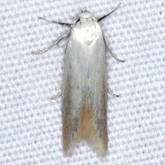 1168-Calosima-argyrosplendella-Little-Manetee-River-St-Pk-Fl-3-8-15_opt