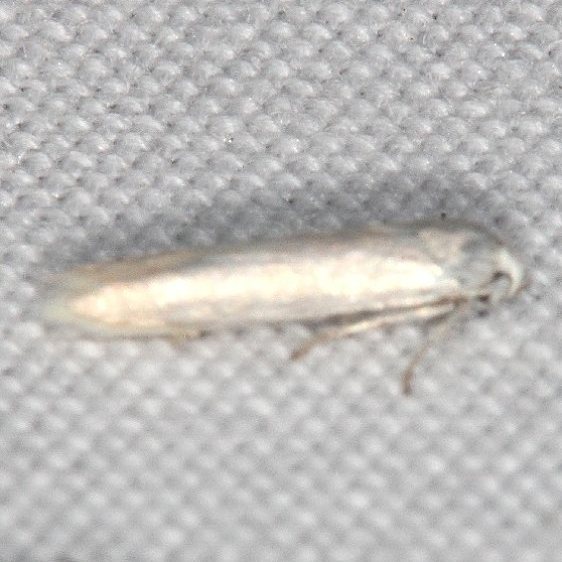 1168 Calosima argyrosplendella tentative Lake Kissimmee St Pk Fl 11-21-19