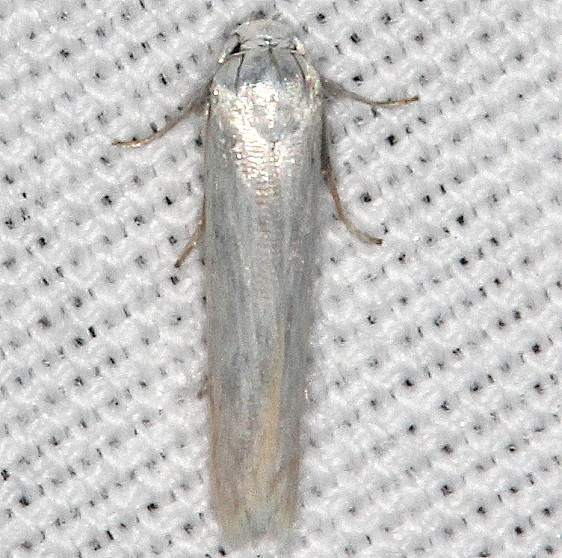 1168-Calosima-argyrosplendella-tentative-Lake-Kissimmee-St-Pk-Fl-11-21-19-45_opt