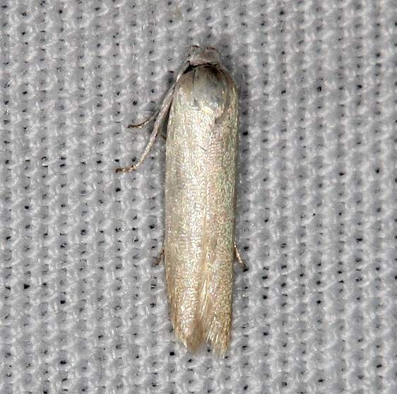 1169 Eastern Pine Catkin Borer MOth Big Lagoon St Pk Fl 9-12-18 (81)_opt
