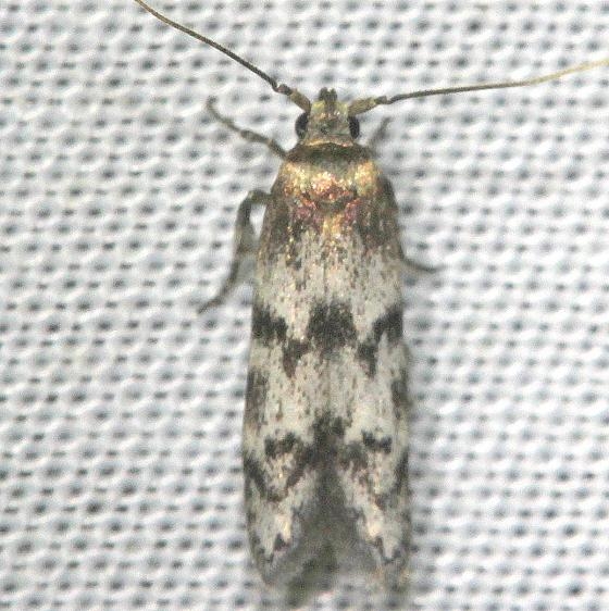 1171 Asaphocrita aphidiella yard 5-15-12