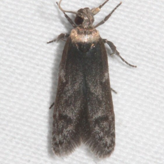 1171.97-Asaphocrits-aphidiella-complex-BG-Shawnee-St-Pk-cabin4-5-11-21