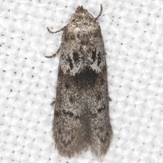 1171.97 Unidentified Asaphocrita-Cypress-Glenn-Silver-Lake-Fl-3-21-23