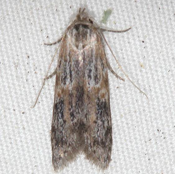 1171.97-Unidentified-Asaphocrita-Moth-BG-yard-7-31-20-15_opt