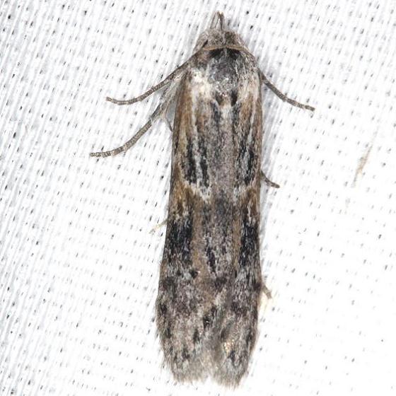 1171.97 Unidentified Asaphocrita Moth yard 7-26-13